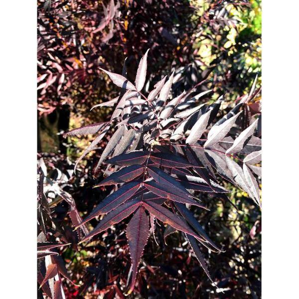 Online Orchards 3 ft. - 4 ft. Purple Autumn Ash Tree Bare Root SHRM003