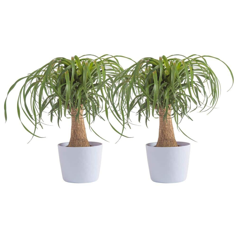 Vigoro Ponytail Palm Indoor Plant in 6 in. White Ribbed Plastic Decor Planter Avg. Shipping Height 1-2 ft. Tall (2-Pack) CO.PONY.3.VI.WH