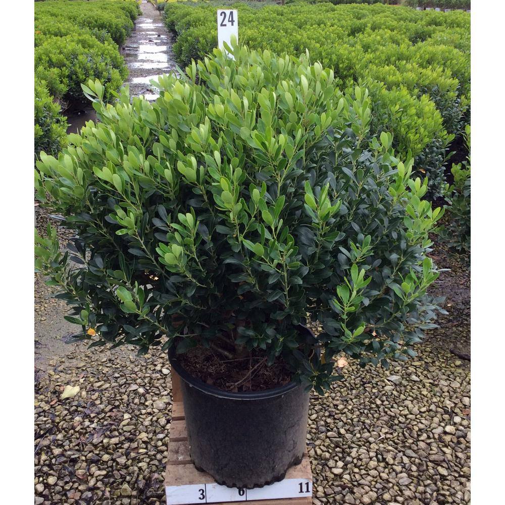Inkberry Holly (Ilex Glabra Densa) 03423