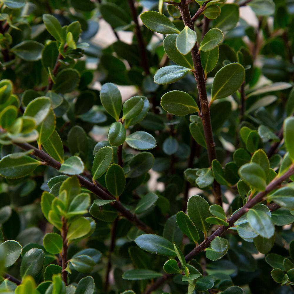 FLOWERWOOD 2.5 Qt. Compacta Japanese Holly(Ilex) Live Evergreen Shrub 3100Q