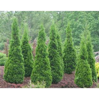 PROVEN WINNERS 1 Gal. North Pole Arborvitae (Thuja) Live Evergreen Shrub Green Foliage THJPRC1036101