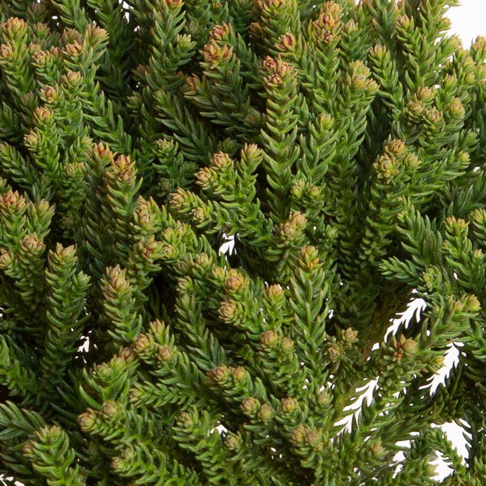 SOUTHERN LIVING 2 Gal. Dragon Prince Cryptomeria (Dwarf Japanese Cedar) Shrub with Uniquely Textured Evergreen Foliage 11412