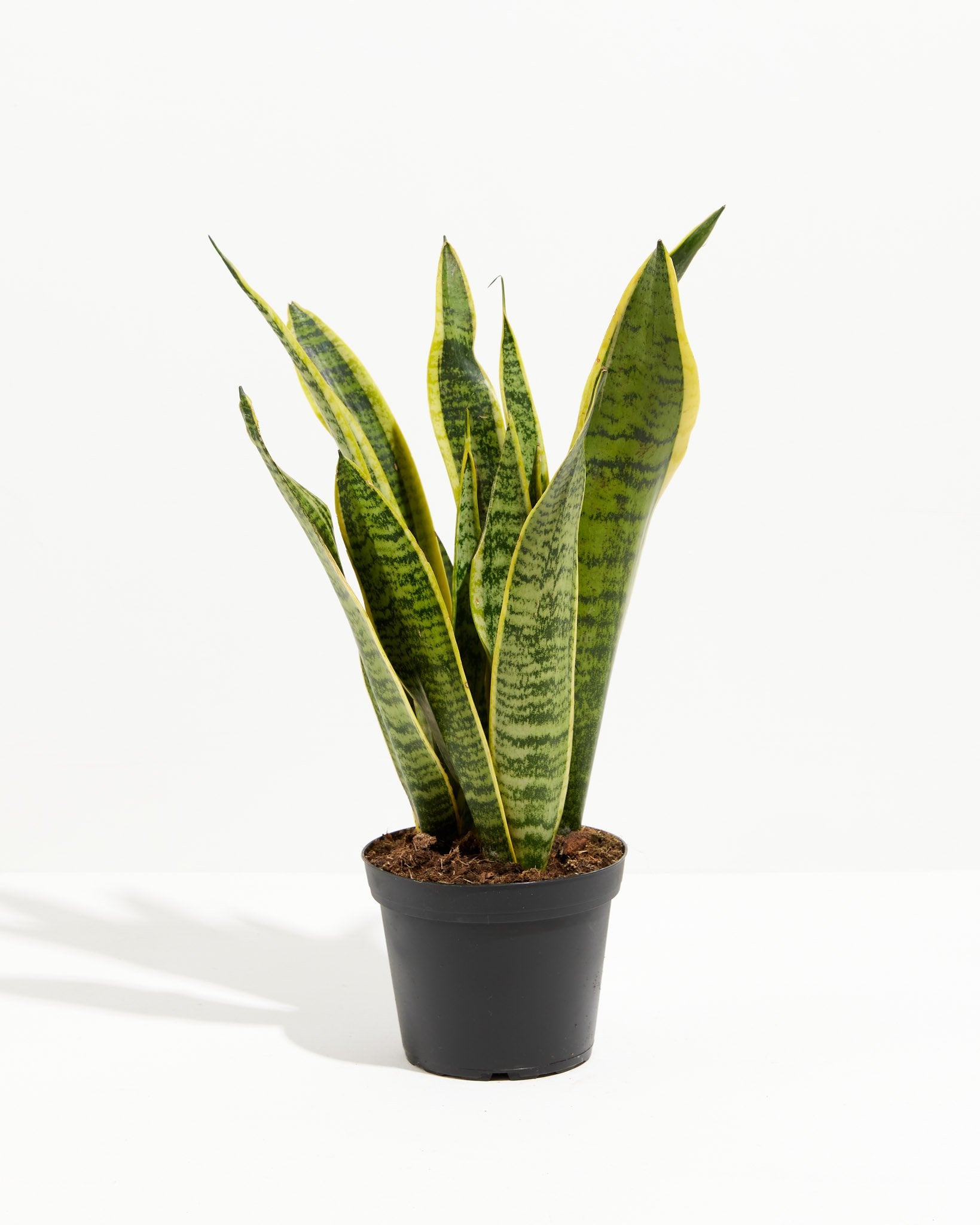 Variegated Laurentii Snake Plant