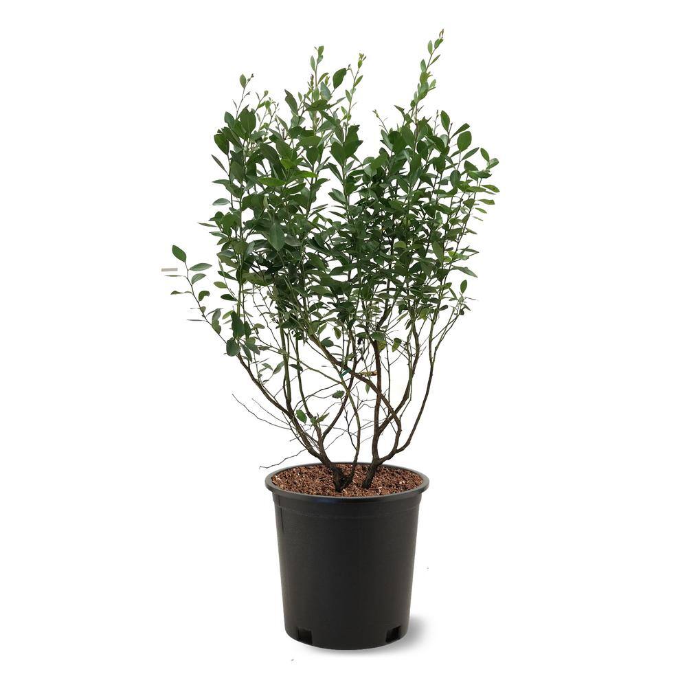 5 Gal. Tifblue Blueberry Plant Potted BLUTIF05G