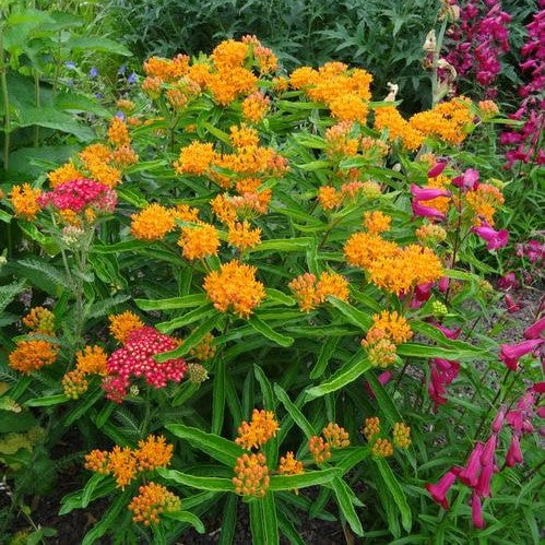 Butterfly Milkweed Roots - Asclepias tuberosa - 4 Bulbs， Orange， Attracts Pollinators， Attracts Hummingbirds， Deer Resistant