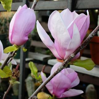 Alexandrina Japanese Magnolia Pink Flowering Decidiuous Ornamental Tree MAGALE01G