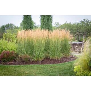 Online Orchards 5 Gal. Karl Foerster Feather Reed Grass GROR516