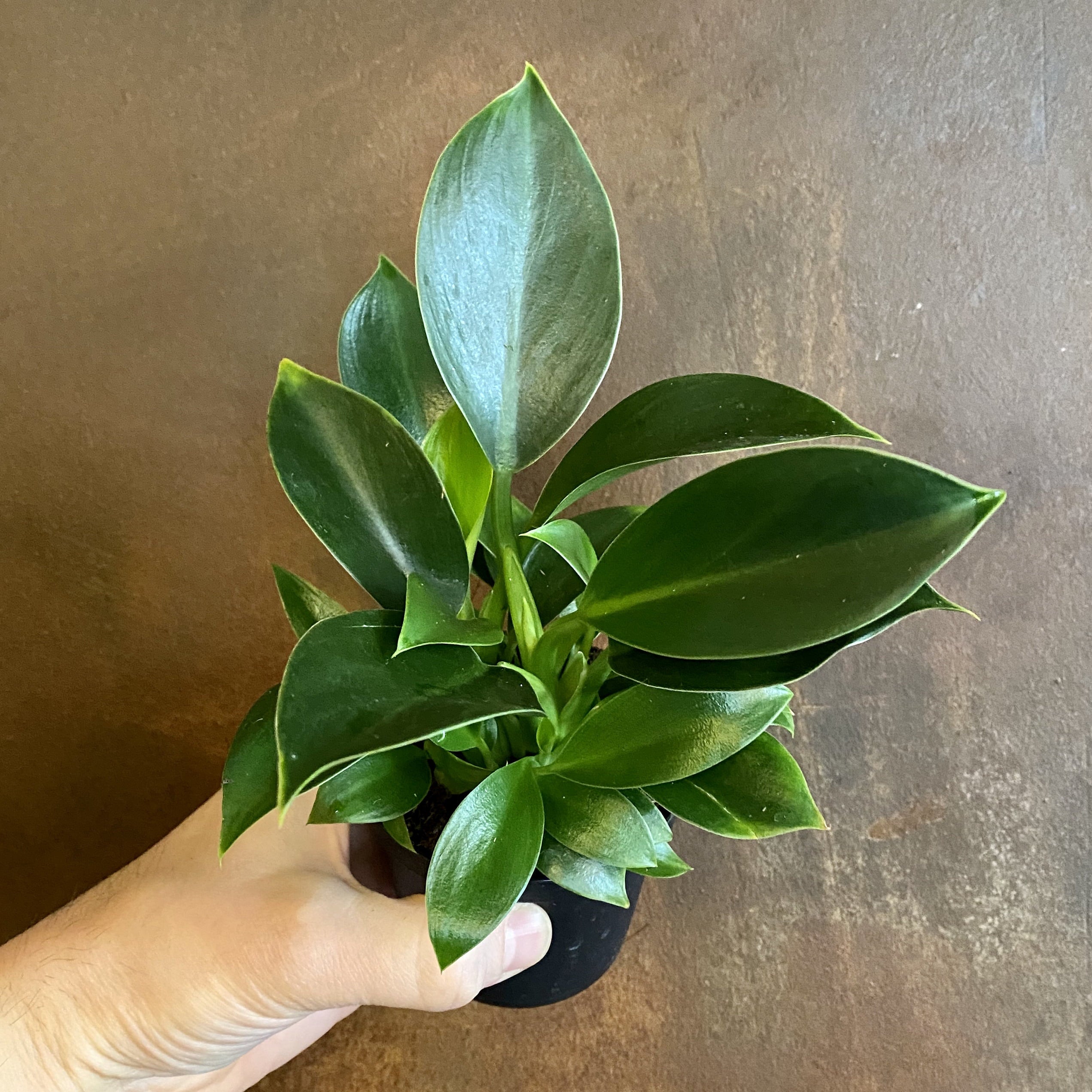 Philodendron Green Princess - Live Plant in a 4 inch Growers Pot - Philodendron 'Green Princess' - Extremely Rare Indoor Air Purifying Houseplant