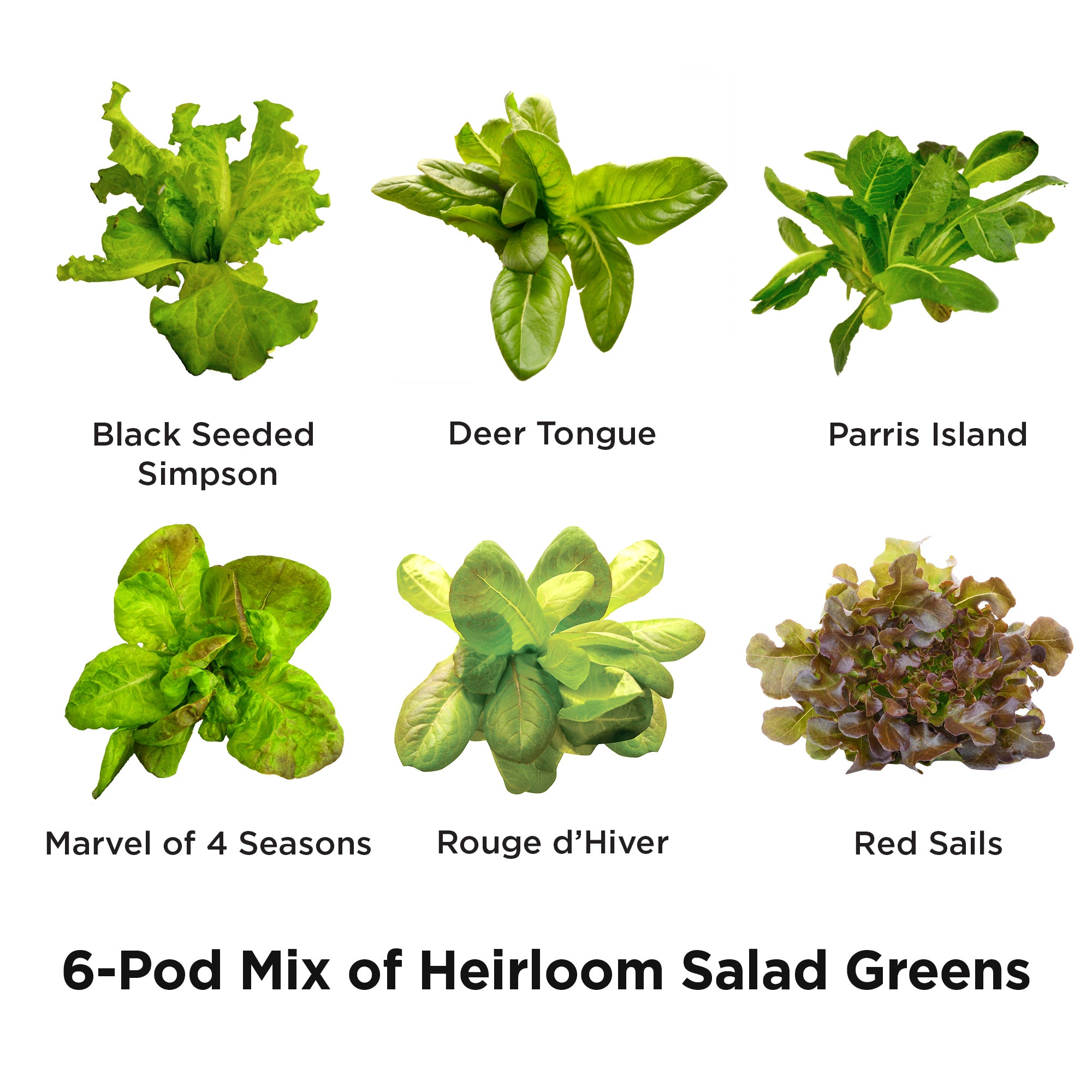 AeroGarden Heirloom Salad Greens Seed Pod Kit (6-pod)