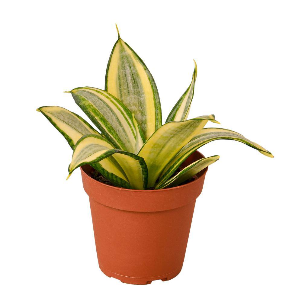 Snake Plant Gold Hahnii (Sansevieria Hahnii) Plant in 4 in. Grower Pot 4_SNAKE_GOLD.STAR