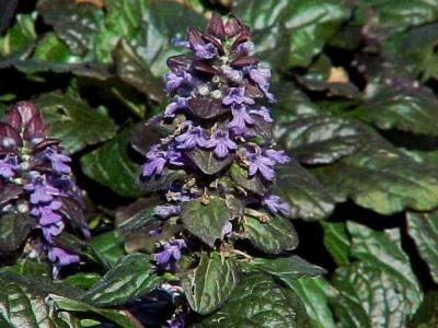 Classy Groundcovers - Ajuga reptans 'Catlin's Giant'  {25 Pots - 3 1/2 inch Square}