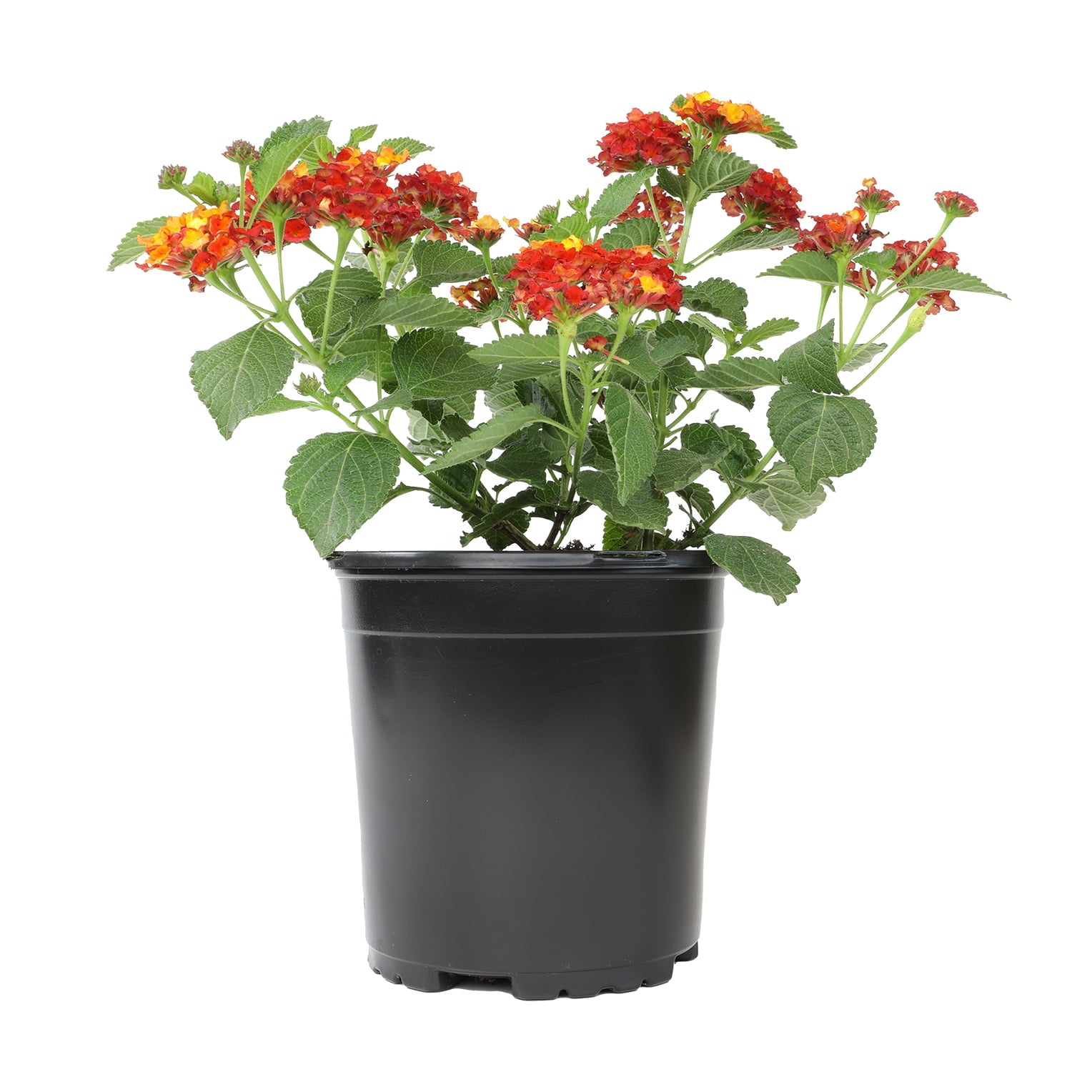 Expert Gardener 2.5QT Red Lantana Live Color Plant