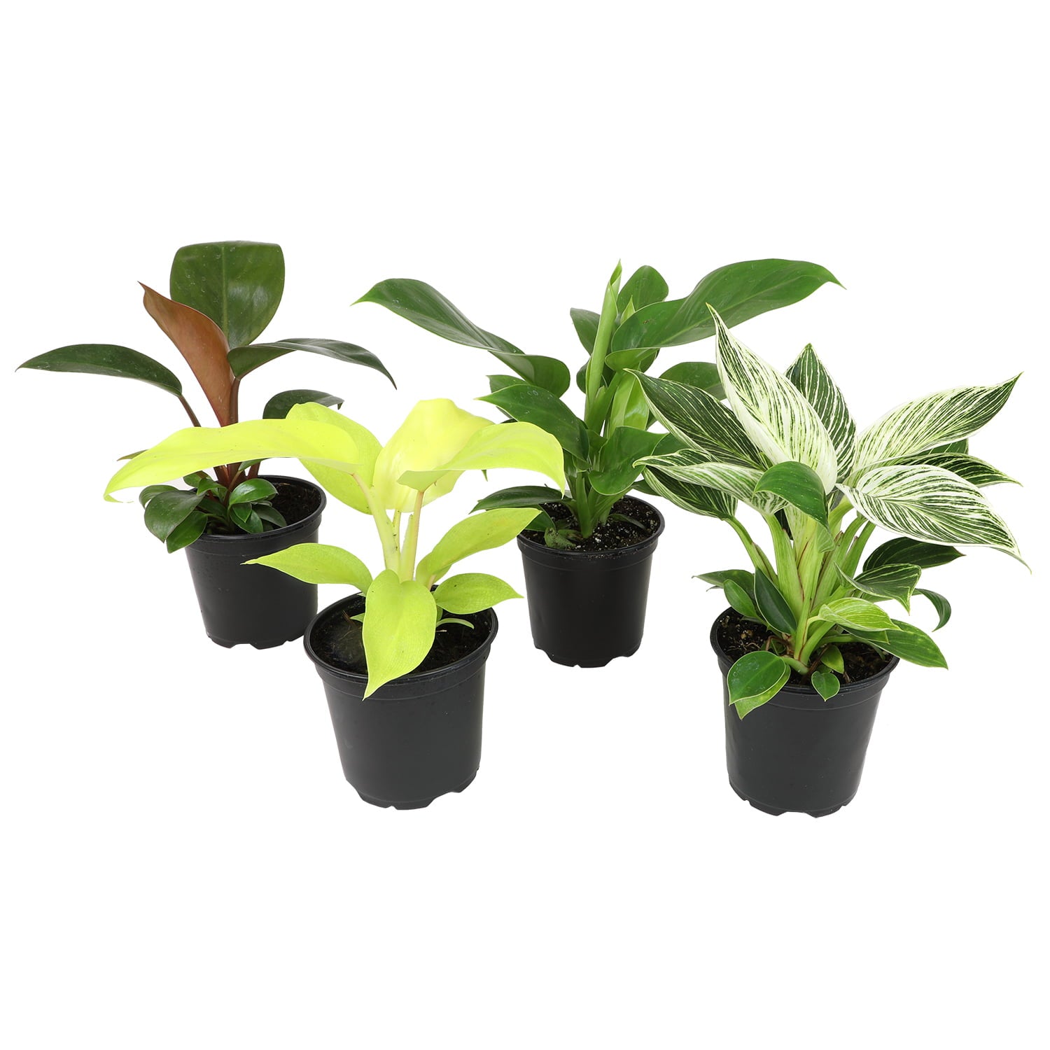 ELEMENT BY ALTMAN PLANTS 4 PACK OF 4.25