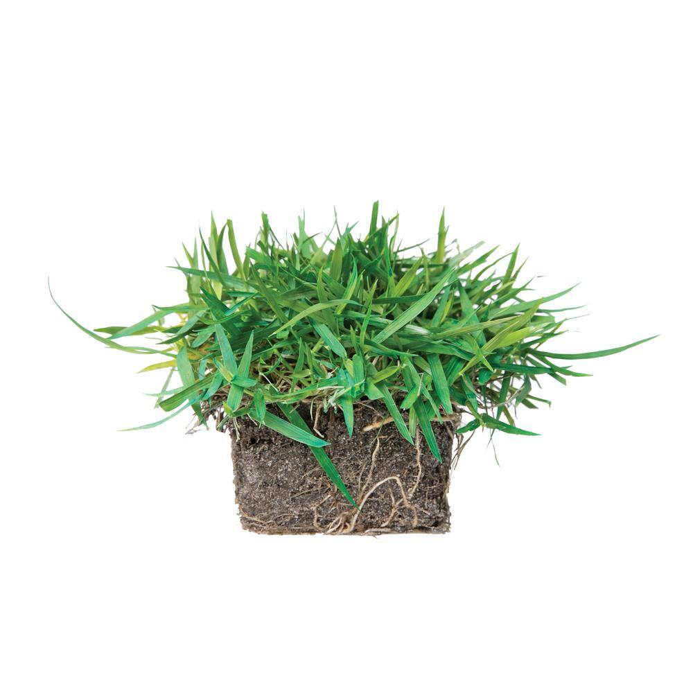 Sod Pods Zoysia Grass Plugs (32-Count) Natural Affordable Lawn Improvement SPZO32