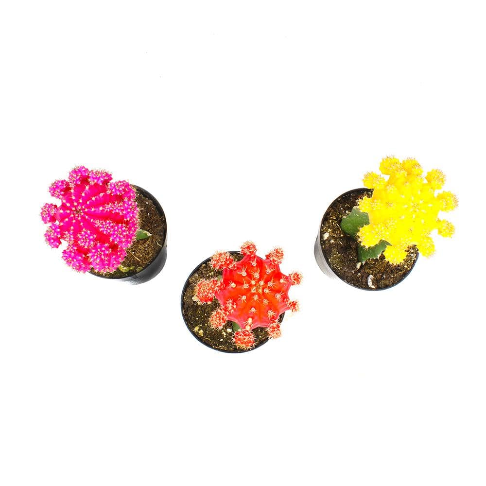 SMART PLANET 9 cm Grafted Cactus Plant Collection (3-Pack) 0880058