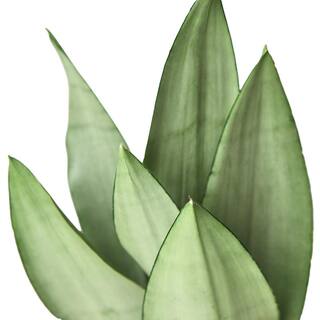 Snake Plant Moonshine Sansevieria Trifasciata Plant in 6 in. Grower Pot 6_SNAKE_MOONSHINE