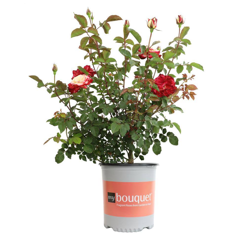 ALTMAN PLANTS My Bouquet 8 qt. Rose Creamy White Blossom With Red Edges (White Lies) 0872932