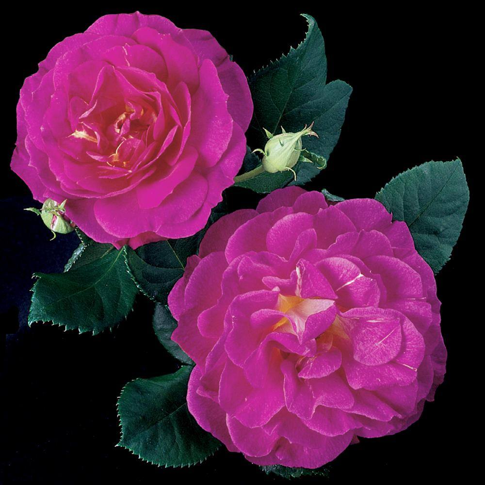 Spring Hill Nurseries Outta the Blue Shrub Rose Dormant Bare Root Plant with Pink Flowers (1-Pack) 86066