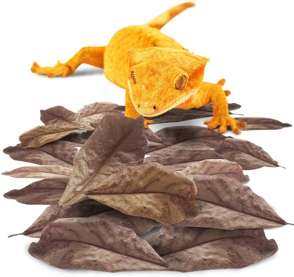 SunGrow Catappa Leaves Gecko and Snake Reptile Habitat， 10 count