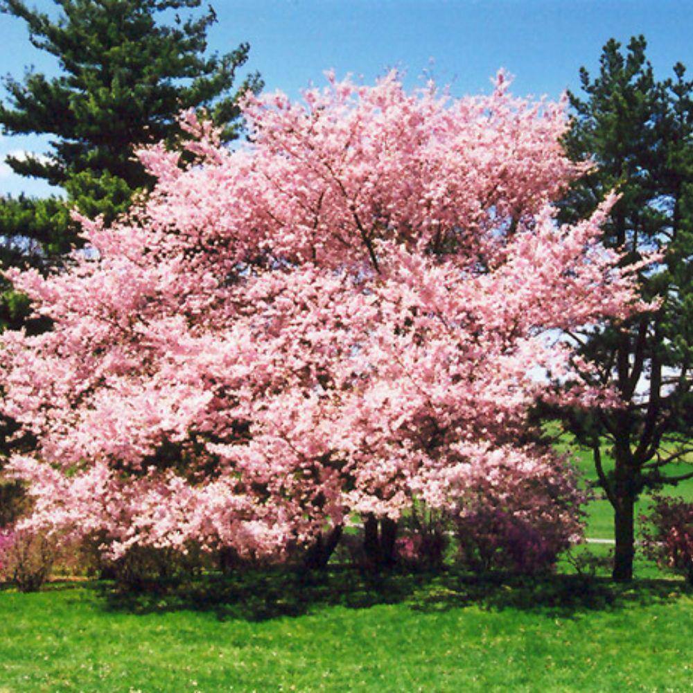 5 Gal. Flowering Deciduous Tree with Pink Flowers