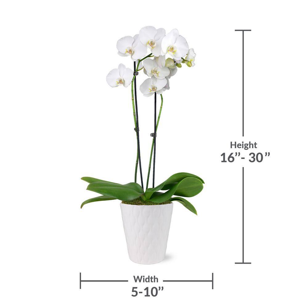 Just Add Ice Premium Orchid (Phalaenopsis) White with Yellow Throat Plant in 5 in. White Ceramic Pottery J5009