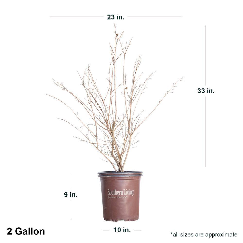 FIRST EDITIONS 2 Gal. Delta Eclipse Crape Myrtle Live Deciduous ShrubTree Burgundy Foliage Lavender Blooming 37732