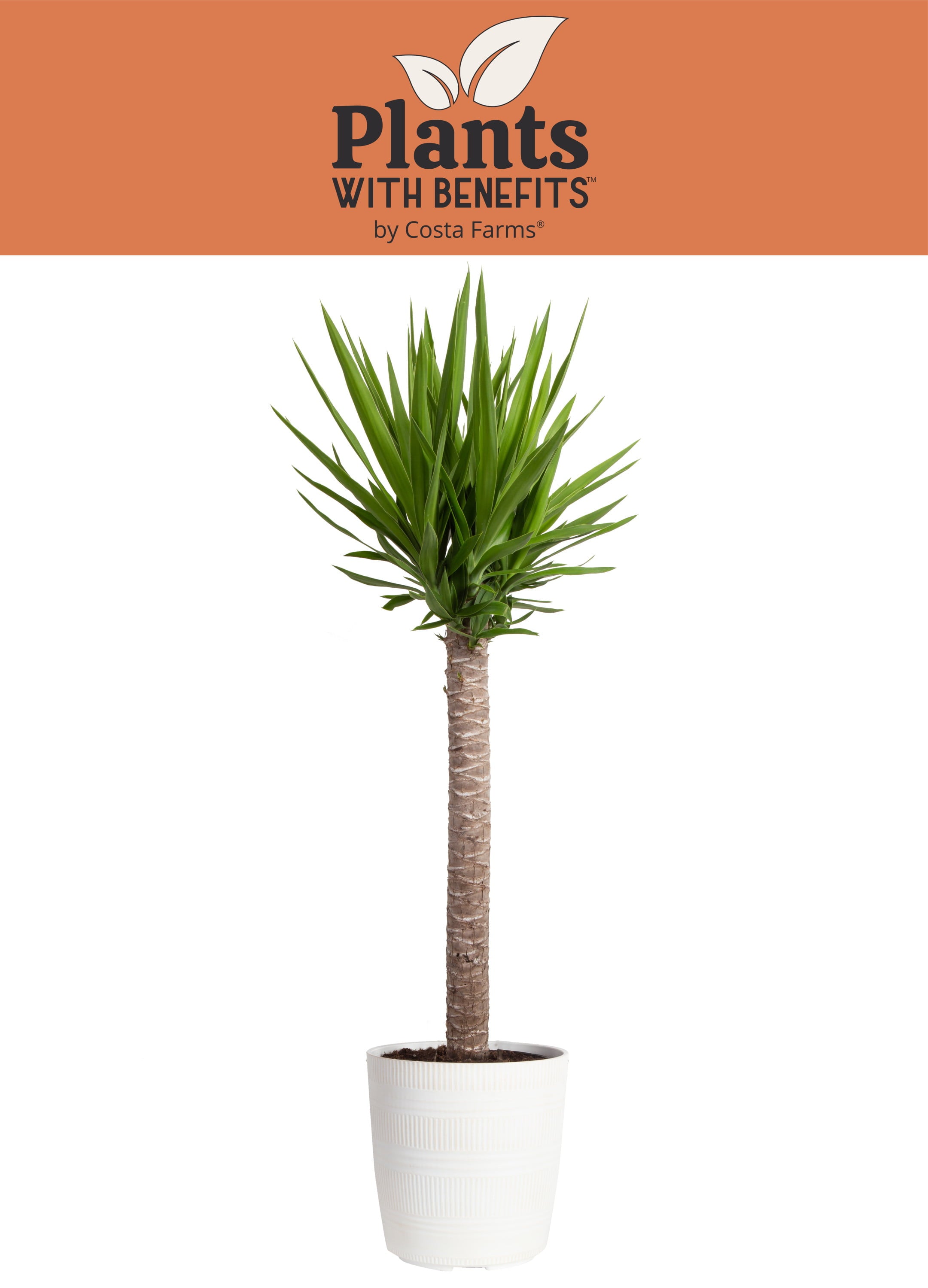 Costa Farms Plants with Benefits Live Indoor 24in. Tall Green Yucca Cane; Medium， Indirect Light Plant in 8.75in. Décor Pot