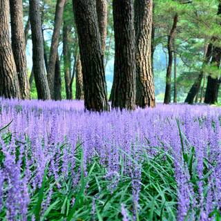 national PLANT NETWORK 4 in. Big Blue Liriope Plant with Purple Blooms (6-Piece) HD1304