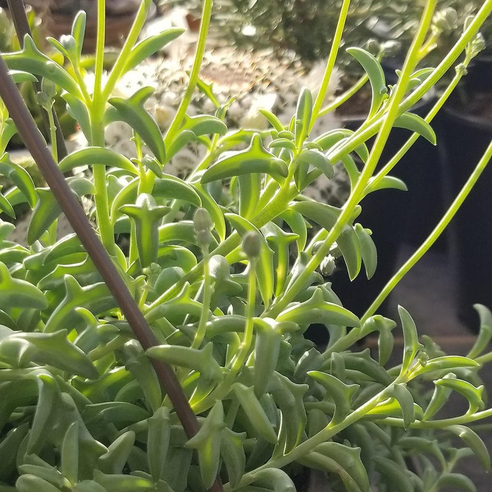 SMART PLANET 6 in. String of Dolphin Succulent Senecio Peregrinus 0881172