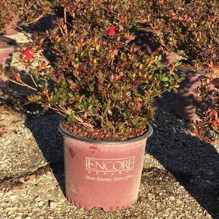 ENCORE AZALEA 3 Gal. Autumn Fire Shrub with True Red Reblooming Flowers 80543