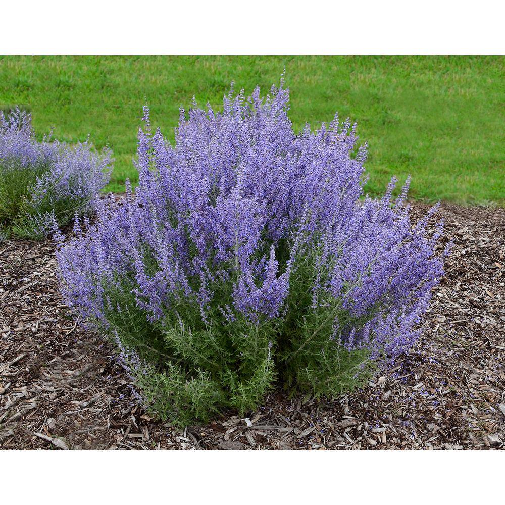 BELL NURSERY 3 Gal. Denim N Lace Perovskia Live Perennial Plant (1-Pack) PRSGE3DNL1PK