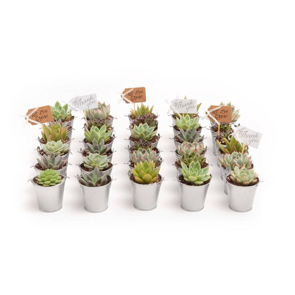 The Succulent Source 2 in. Wedding Event Rosette Succulents Plant with Silver Metal Pails and Let Love Grow Tags (30-Pack) 2-R-S-LLG-30