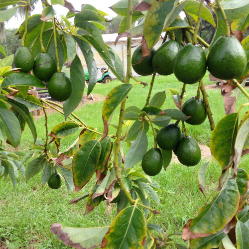 Joey Avocado Tree