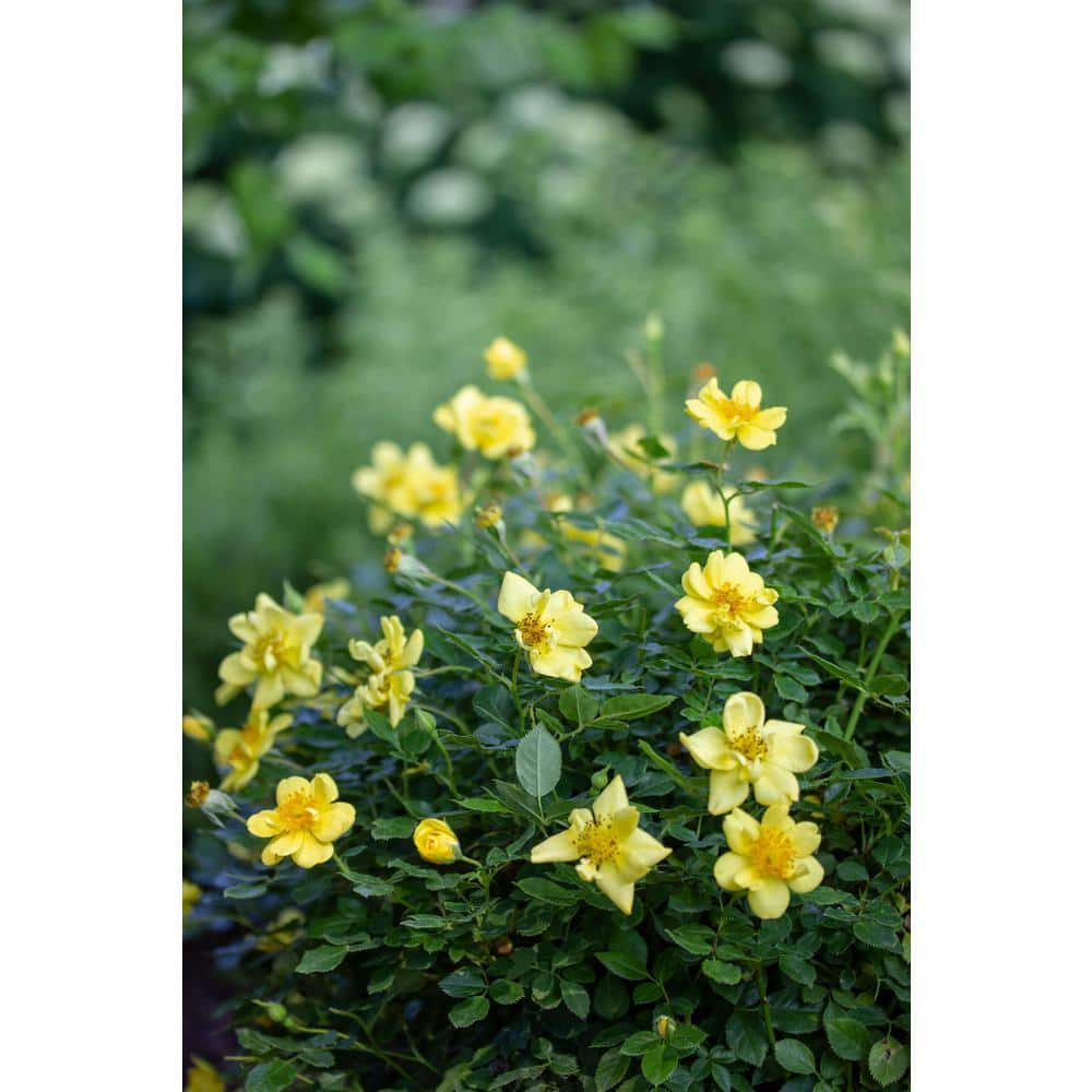 PROVEN WINNERS 2 Gal. Oso Easy Lemon Zest Rose Plant with Sunny Canary Yellow Flowers 16843