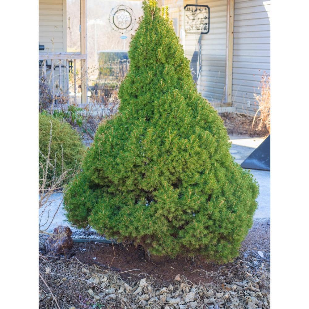 Online Orchards 1 Gal. Dwarf Alberta Spruce Shrub Aromatic and Soft Evergreen Foliage Almost no Maintenance Required CFSP001