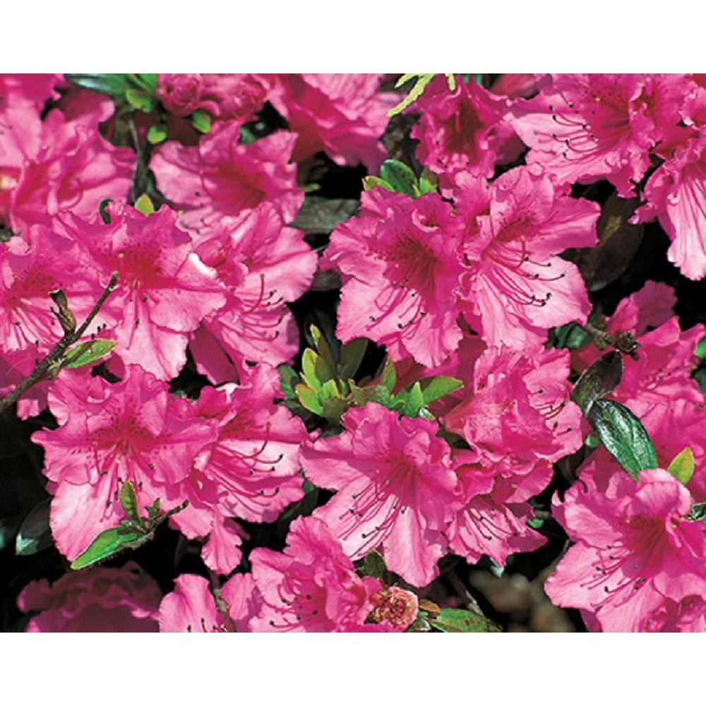BELL NURSERY 1 Gal. Saybrook Glory Azalea Live Flowering Evergreen Shrub Pink Flowers AZLEA2SBG1PK