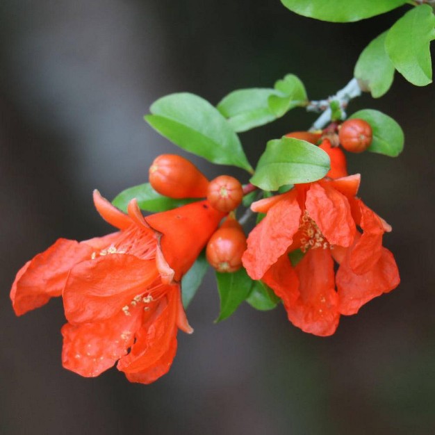 Dwarf Pomegranate - National Plant Network