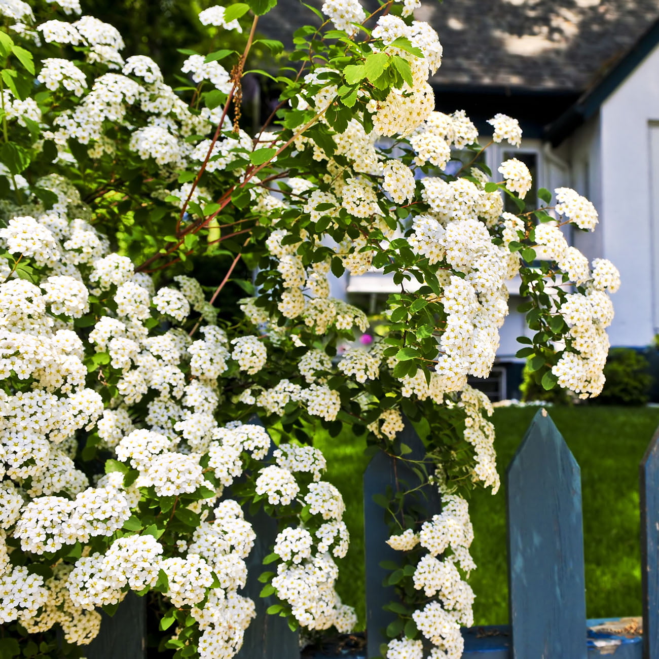 Cricket's Nursery 3 Gal. Bridal Wreath Spirea Cascades of White Blooms Live Plant