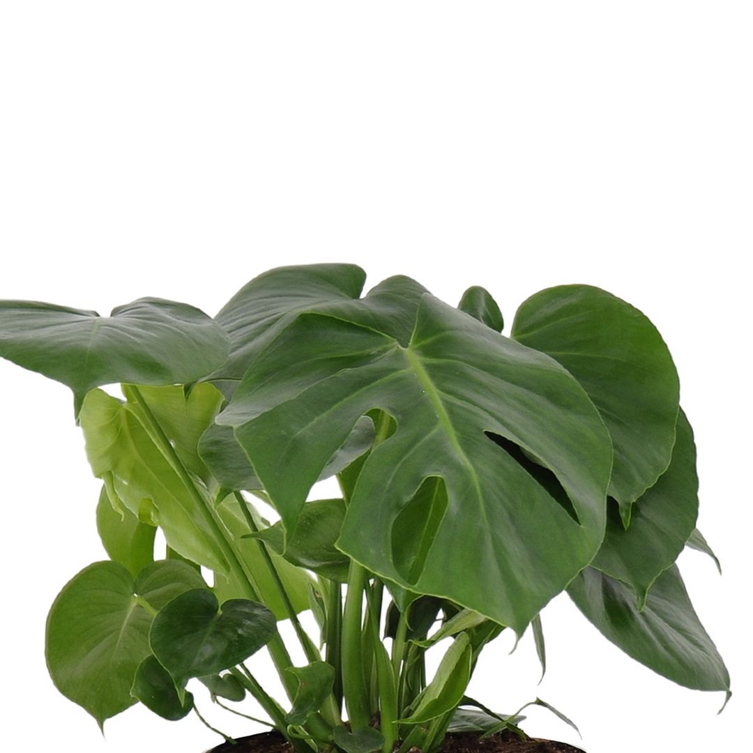 United Nursery Live Indoor 24in. Tall Green Monstera in Medium， Indirect Light Plant in 9.25in. Grower Pot