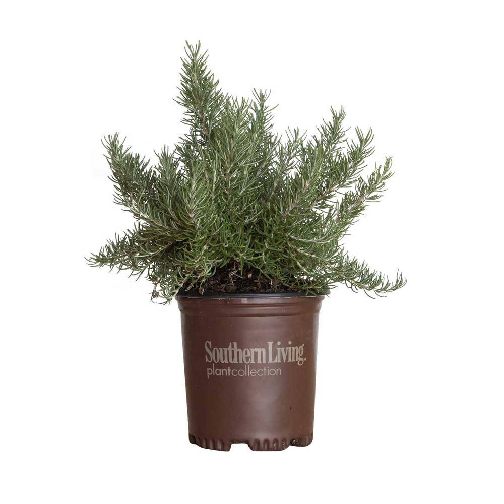 SOUTHERN LIVING 1.5 Gal. Chef's Choice Rosemary Shrub Live Potted Herb Plant 74542TSL