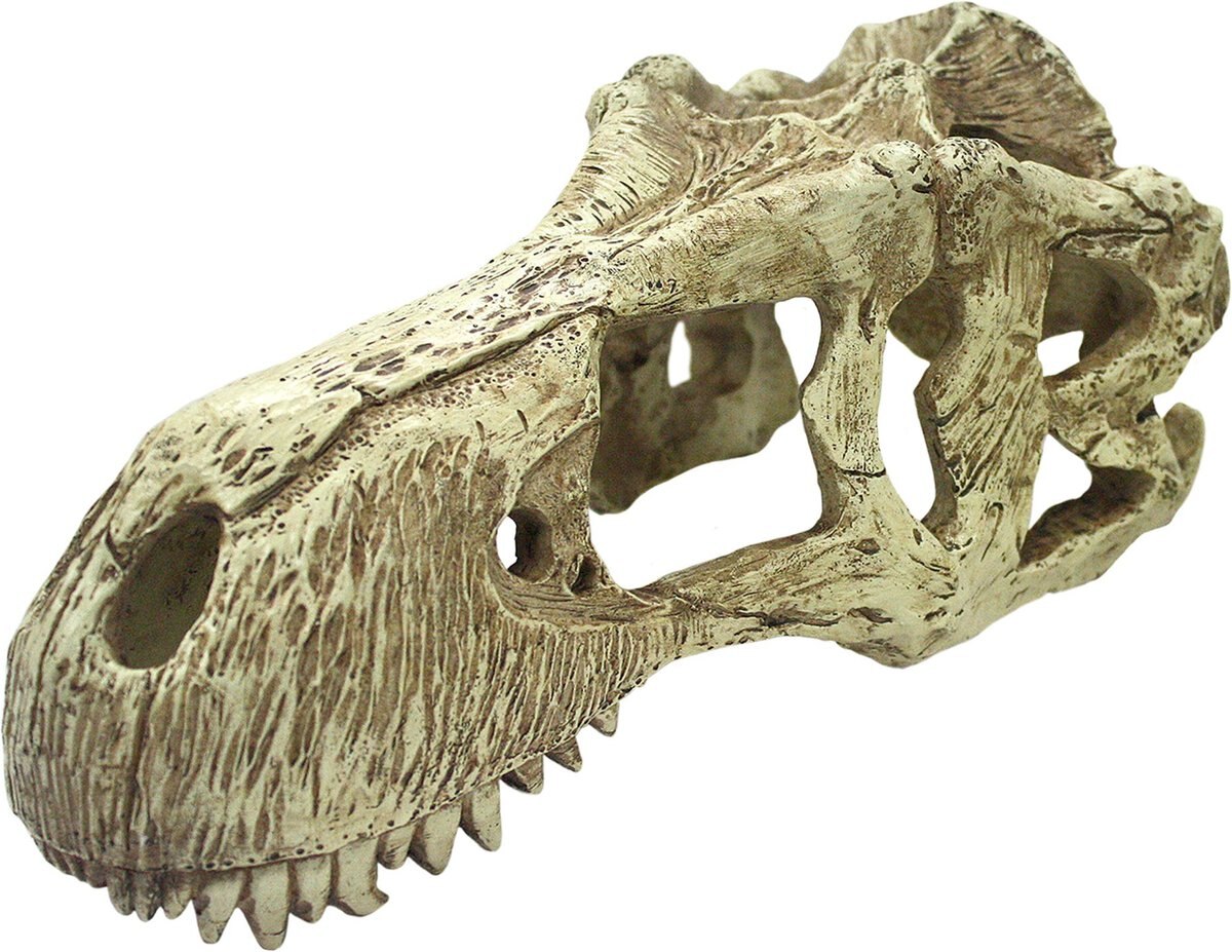 Komodo T-Rex Skull