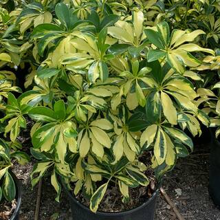 OnlinePlantCenter 3 gal. Trinette Schefflera Shrub S801G3