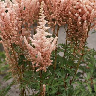 VAN ZYVERDEN Astilbe Exclusive Sara's Coral (Set of 5 Roots) 83836