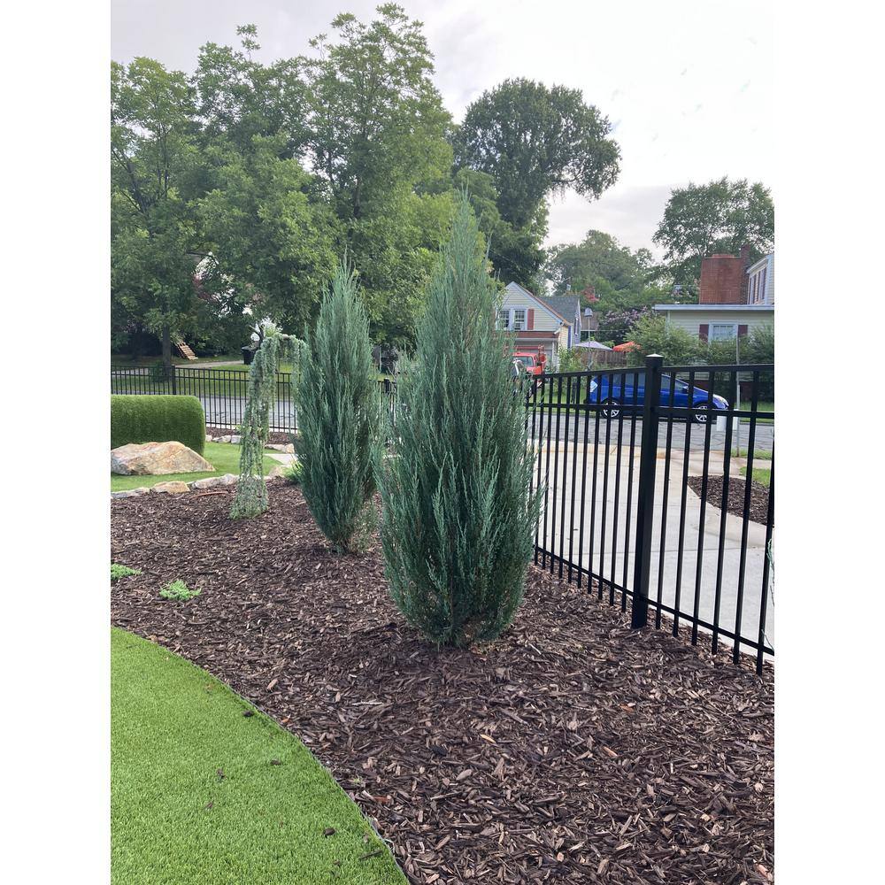 Online Orchards 1 Gal. Blue Arrow Juniper Shrub CFJP007