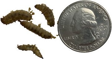 ABDragons Large Phoenix Worms Small Pet and Reptile Food