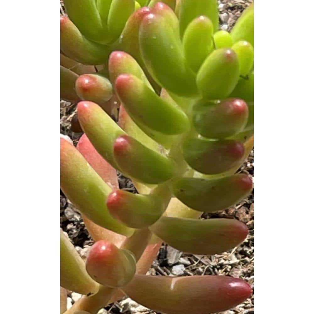 Cesicia Sedum Rubrotinctum Jelly Bean Spreading Plant (3-Pack) MMPlant14