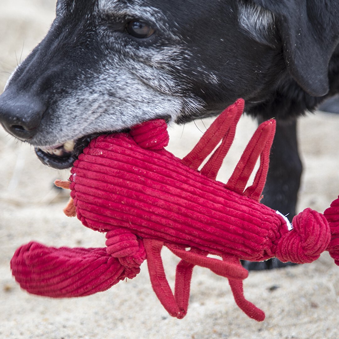 HuggleHounds Sea Creature Durable Plush Corduroy Knottie Squeaky Dog Toy