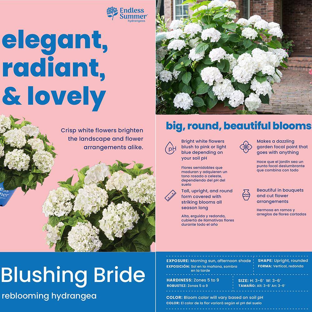 Endless Summer 2 Gal. Blushing Bride Reblooming Hydrangea Flowering Shrub White to Blush Pink Flowers 14758