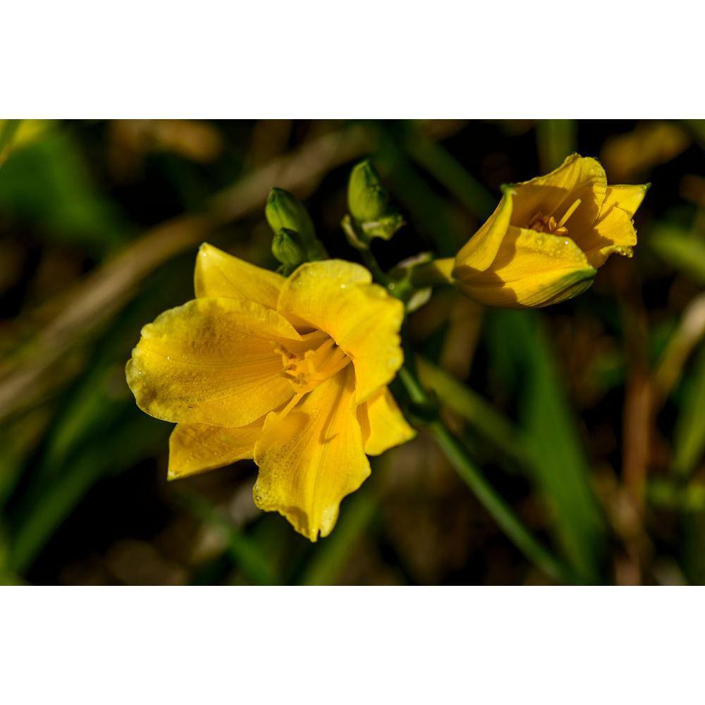Online Orchards 1 Gal. Stella D'oro Daylily Large Reblooming Bright Yellow Blossoms Thrive in Almost any Environment SBDL001