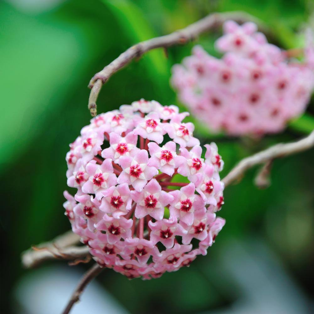 national PLANT NETWORK 5.5 in. Hoya Carnosa Krimson Queen Plant in Grower Container (1-Piece) HD1493